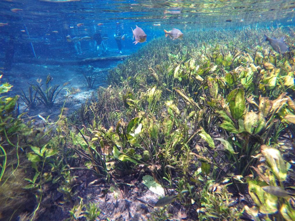 Aquário Natural - Baía Bonita - Bonito, MS